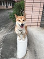 ★[鍾貝蒂]★內埔房仲🥰房地產仲介業🤩