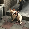BuddingChuChu