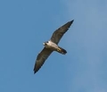 Falcon